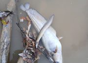 VIRAL!! Limbah Hitam PT Mitra Karya Sentosa (PT MKS) Cemari Sungai, Pabrik Sawit Kabur Tanggung Jawab