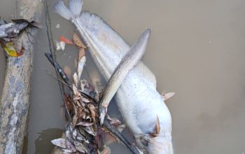 VIRAL!! Limbah Hitam PT Mitra Karya Sentosa (PT MKS) Cemari Sungai, Pabrik Sawit Kabur Tanggung Jawab