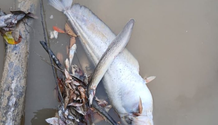 VIRAL!! Limbah Hitam PT Mitra Karya Sentosa (PT MKS) Cemari Sungai, Pabrik Sawit Kabur Tanggung Jawab