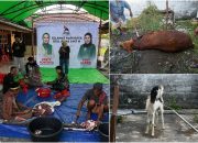 Sambut Idul Adha, Fenty Noverita Bendum DPP PSI Adakan Pemotongan Sapi Kurban di Mempawah