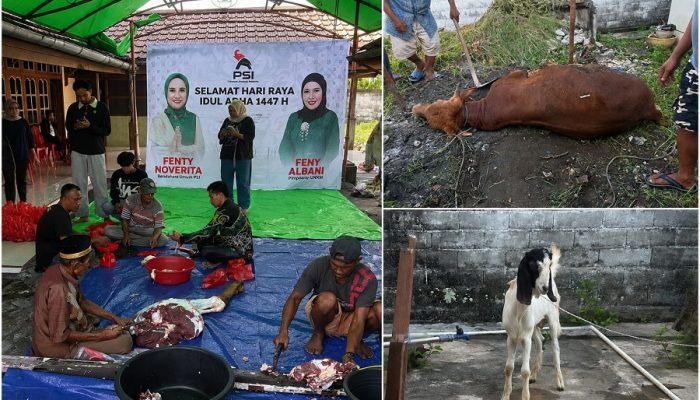Sambut Idul Adha, Fenty Noverita Bendum DPP PSI Adakan Pemotongan Sapi Kurban di Mempawah