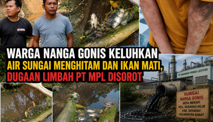 Warga Nanga Gonis Keluhkan Air Sungai Menghitam dan Ikan Mati, Dugaan Limbah PT MPL Disorot